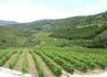 Quinta da Murta